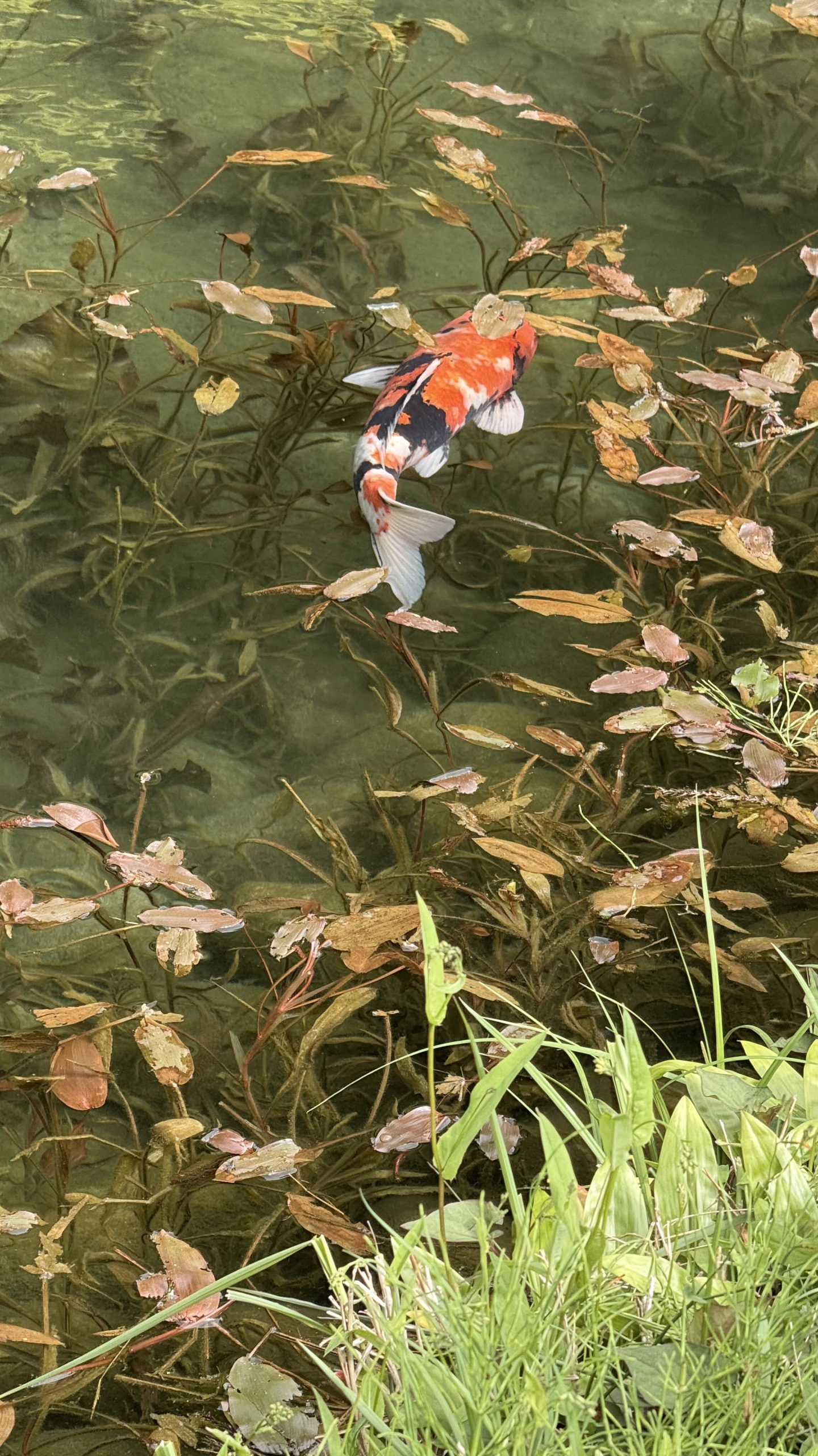 Carpa che nuota nello stagno di Monet, in Giappone